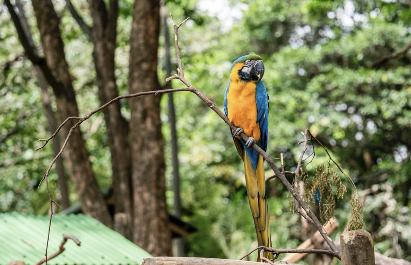 Estas aves no se pueden tener como mascotas: son ilegales en casa