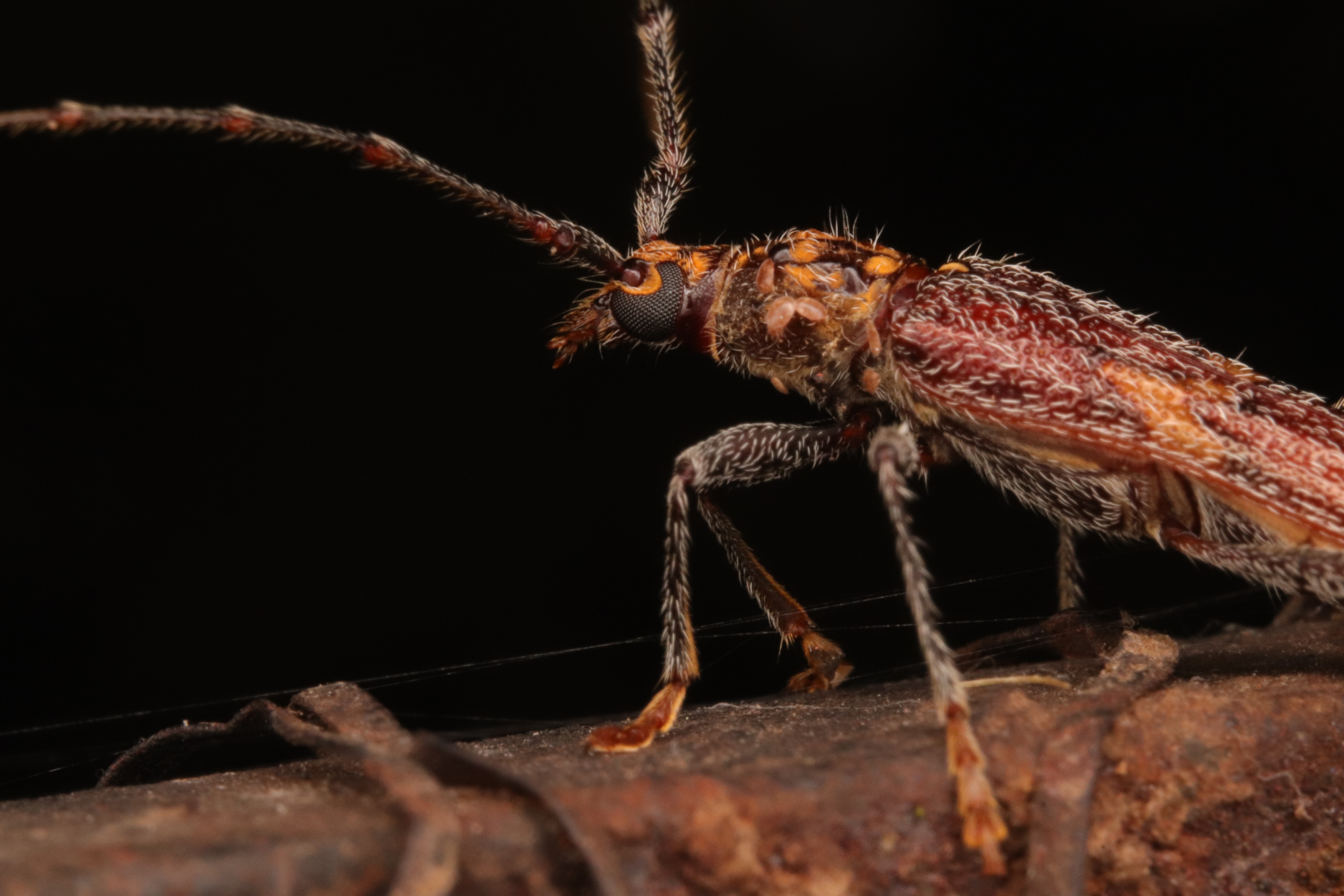 Las nuevas especies de escarabajos que no habíamos visto cerca a Bogotá