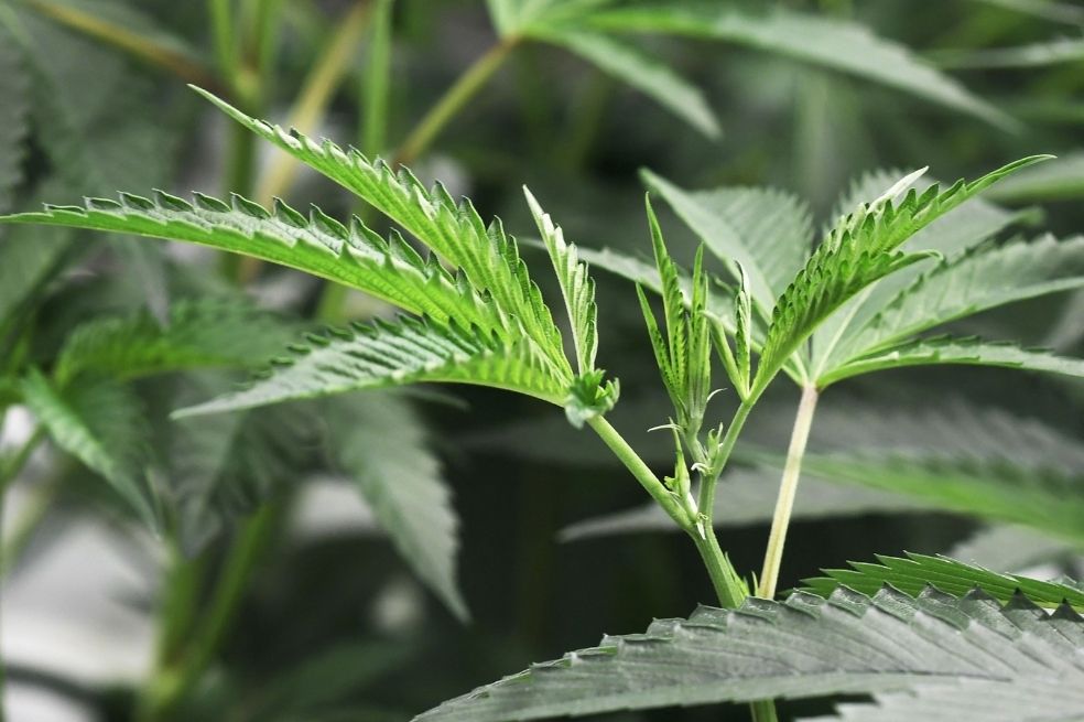 Nueva York legaliza oficialmente la marihuana para uso recreativo