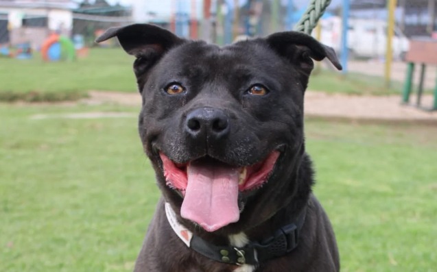 Pandora lleva cinco años en una fundación y nadie se ha interesado en adoptarla