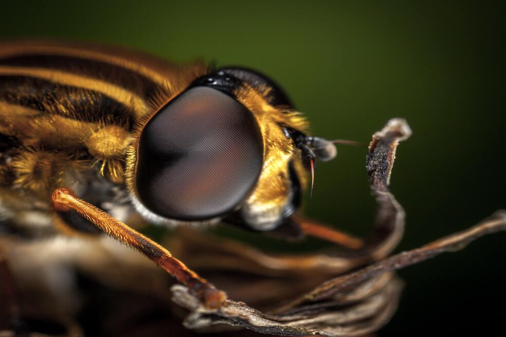 (VIDEO) ¿Los insectos sienten dolor?