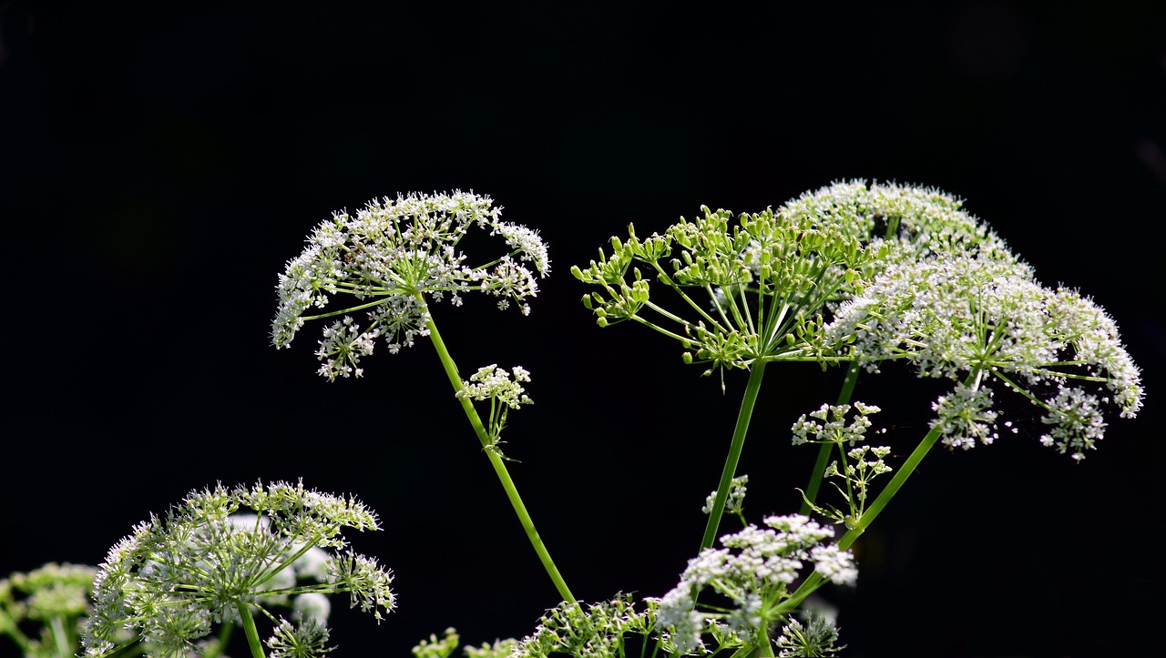Estas son algunas de las plantas más venenosas del mundo