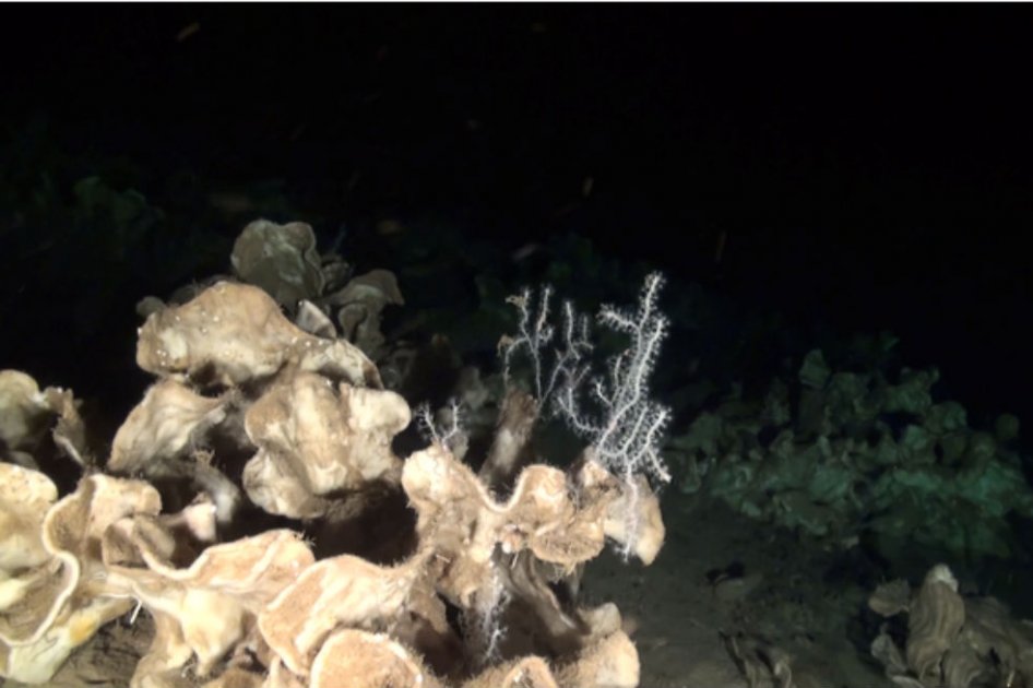 Descubren ‘Parque Jurásico’ de esponjas en el mar Mediterráneo