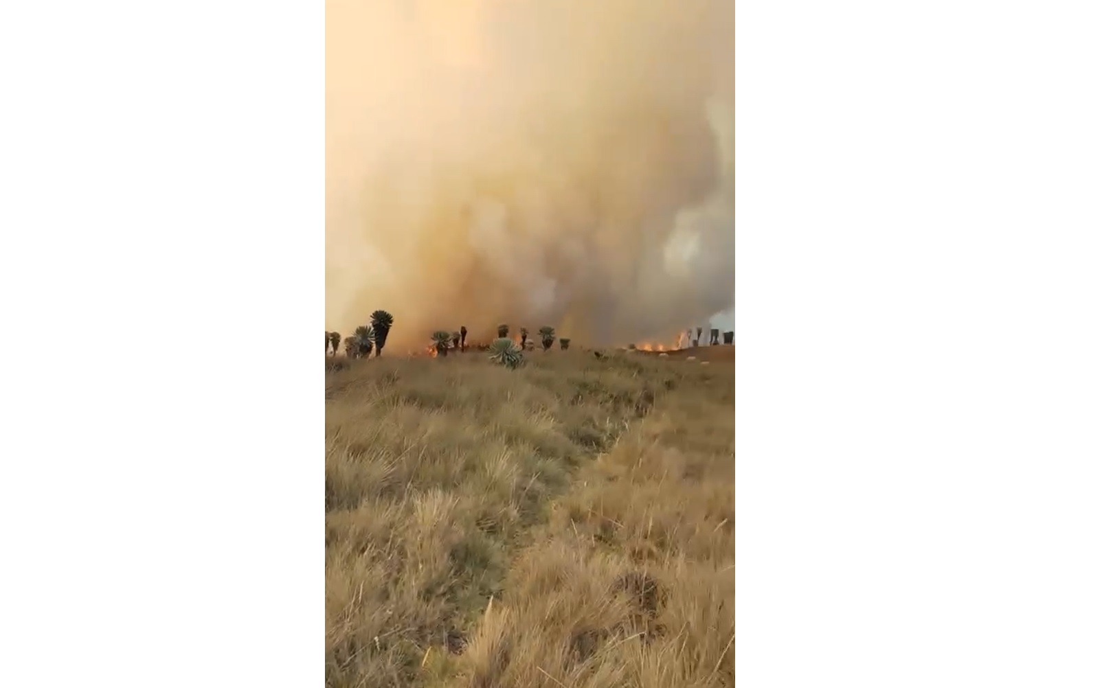 En video: se quema otro páramo y sus frailejones en Boyacá