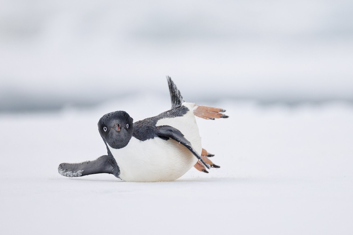 El premio a la foto de Pájaro Cómico se lo llevó Nadia Haq, de Estados Unidos, con su fotografía titulada "Una bailarina moderna".