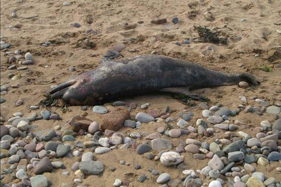 Encuentran delfín muerto en playas de Cartagena