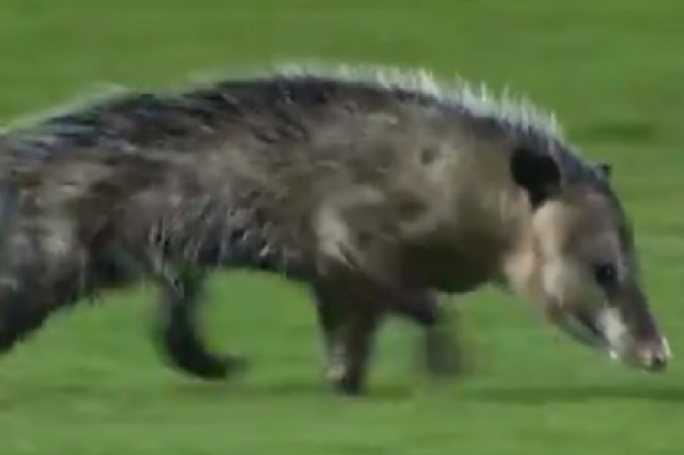Video: Una zarigüeya invadió una cancha en el fútbol mexicano