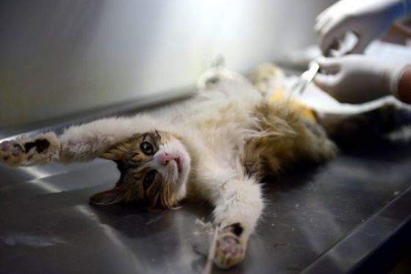 Urgencias veterinarias para animales de la calle ya son una realidad en Bogotá