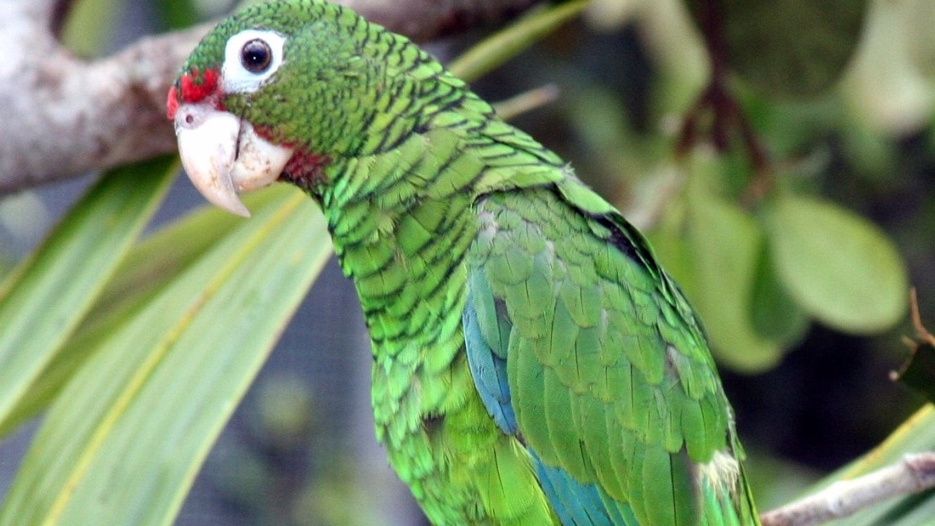 Miles de especies en peligro de extinción por los desastres naturales