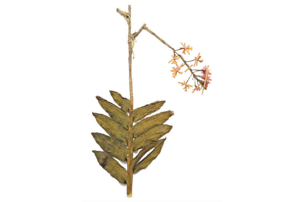 Herbarios: memoria histórica de la flora