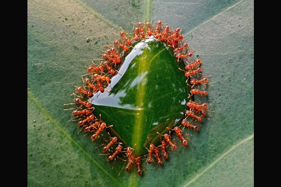 John Ishide Bulanadi asegura que su foto es una "una pequeña reunión". Un pequeño grupo de hormigas ladronas, en Pampanga (Filipinas), se reúnen para disfrutar de unas gotas de almíbar encima de una hoja de manzana de cera.