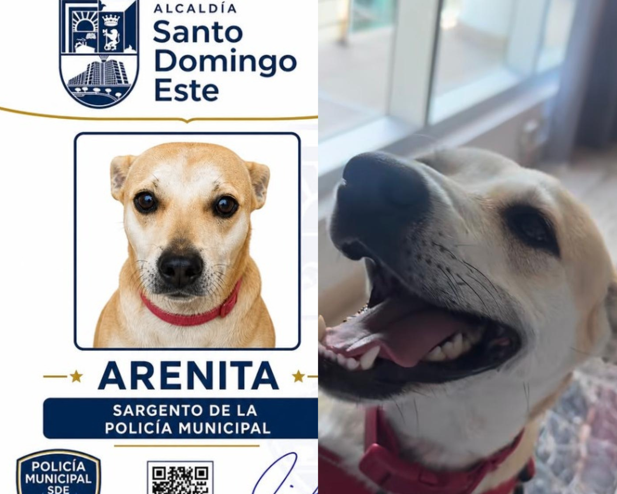 Arenita, la perrita rescatada que es “sargento” y dona su salario a una fundación animal