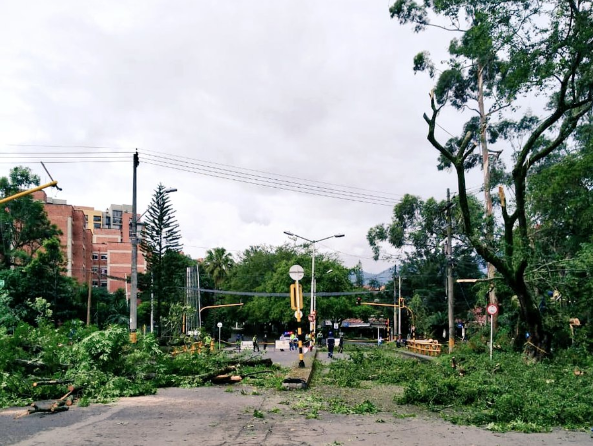 Alcaldía de Envigado tala últimos árboles del Túnel Verde