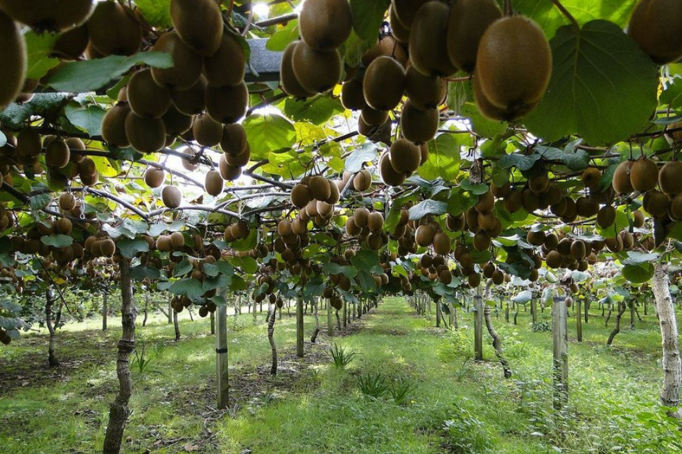 Cultivos de fruta para contrarrestar la violencia