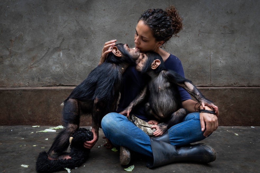 Categoría historia fotoperiodística: Brent Stirton, de Sudáfrica, presenta el perfil de un centro de rehabilitación que cuida de chimpancés huérfanos por el comercio de carne de animales silvestres.