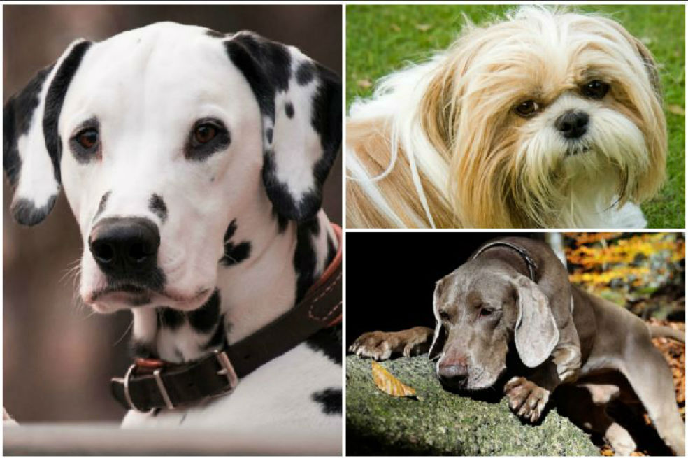 ¿Cuál es la raza de perro más inteligente?