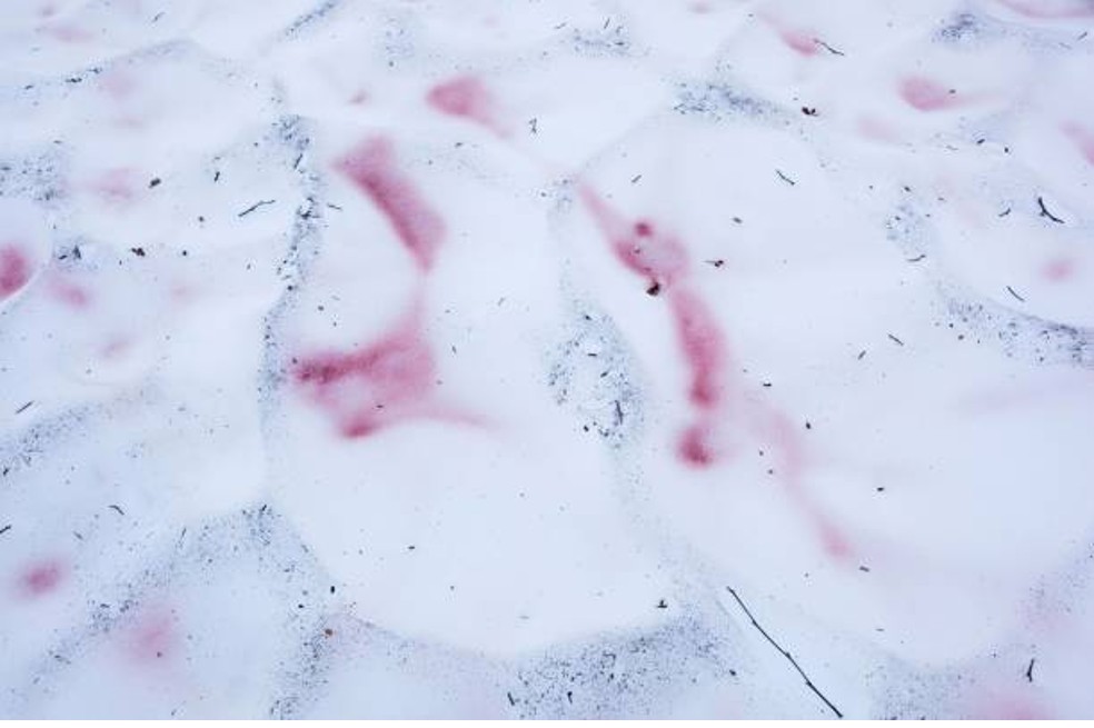 Algunas capas de nieve se están volviendo rosadas. Esta es la razón