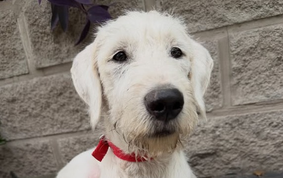 “No lo soportan más”: La triste razón por la que devolvieron a Zeus al refugio tras 4 meses