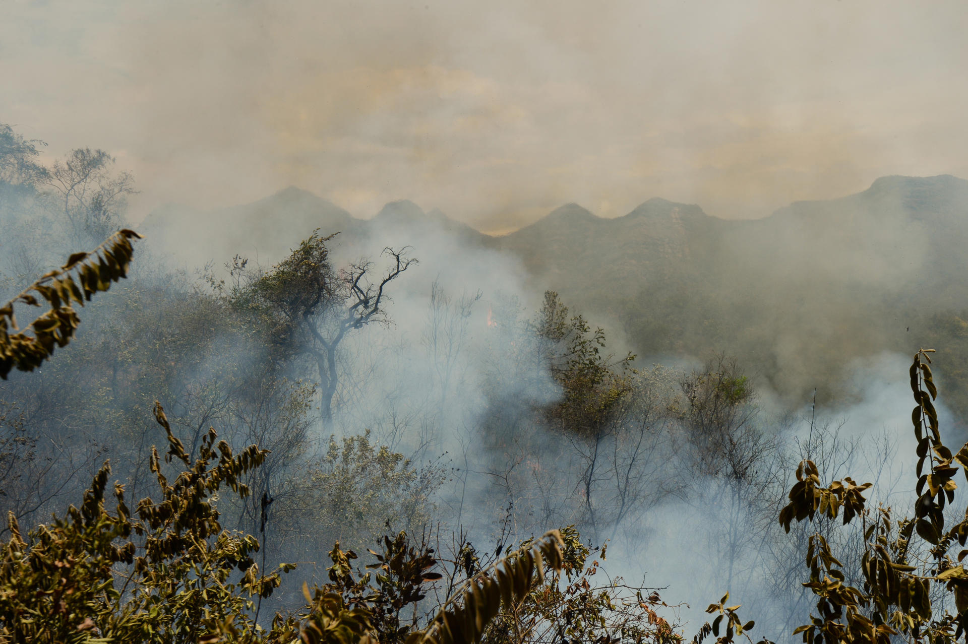 El 68% de las afectaciones a los suelos en Tolima ha sido en bosques y áreas seminaturales. De acuerdo con Olga Lucía Alfonso, directora de Cortolima, después de un incendio de esta magnitud, algunos de los ecosistemas "nunca vuelven a recuperarse completamente”.