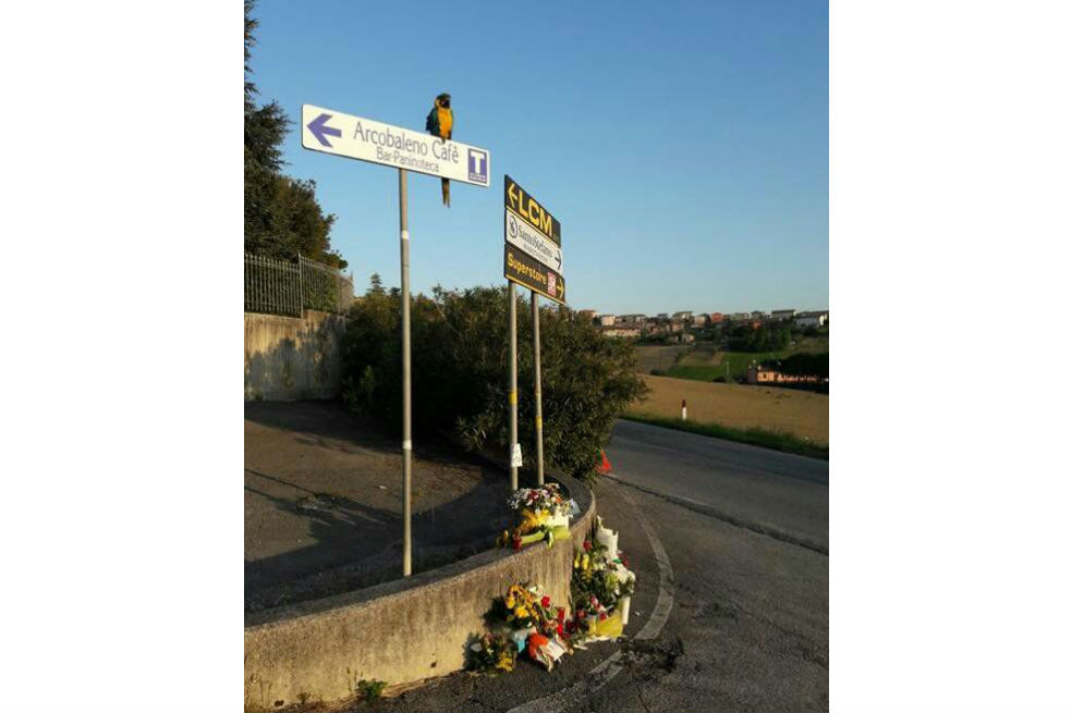 La emotiva despedida del loro Frankje a Michele Scarponi