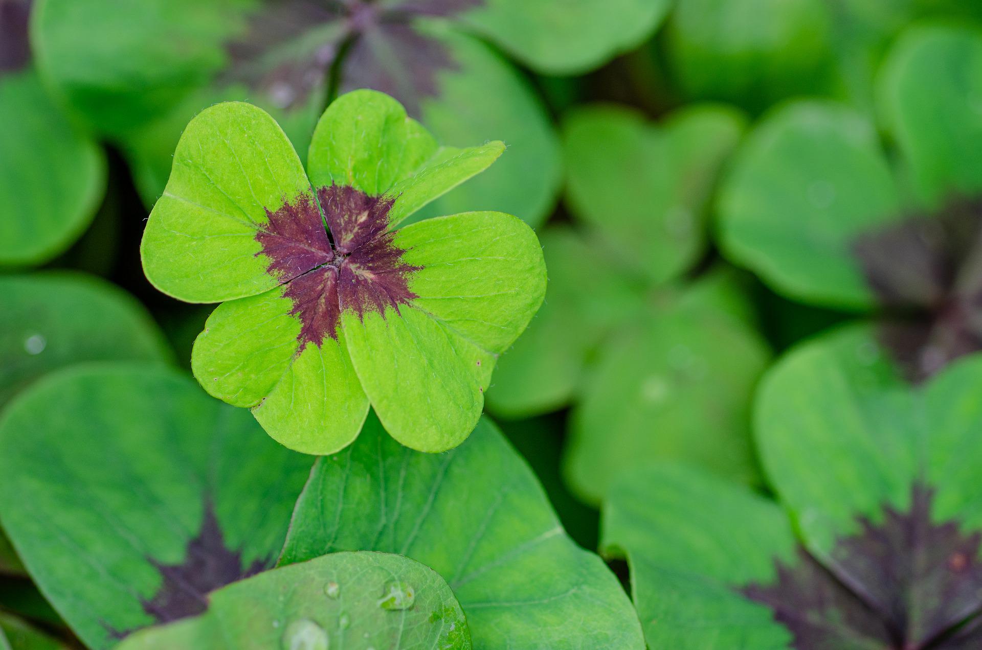 10 supersticiones o “agüeros” de la buena suerte