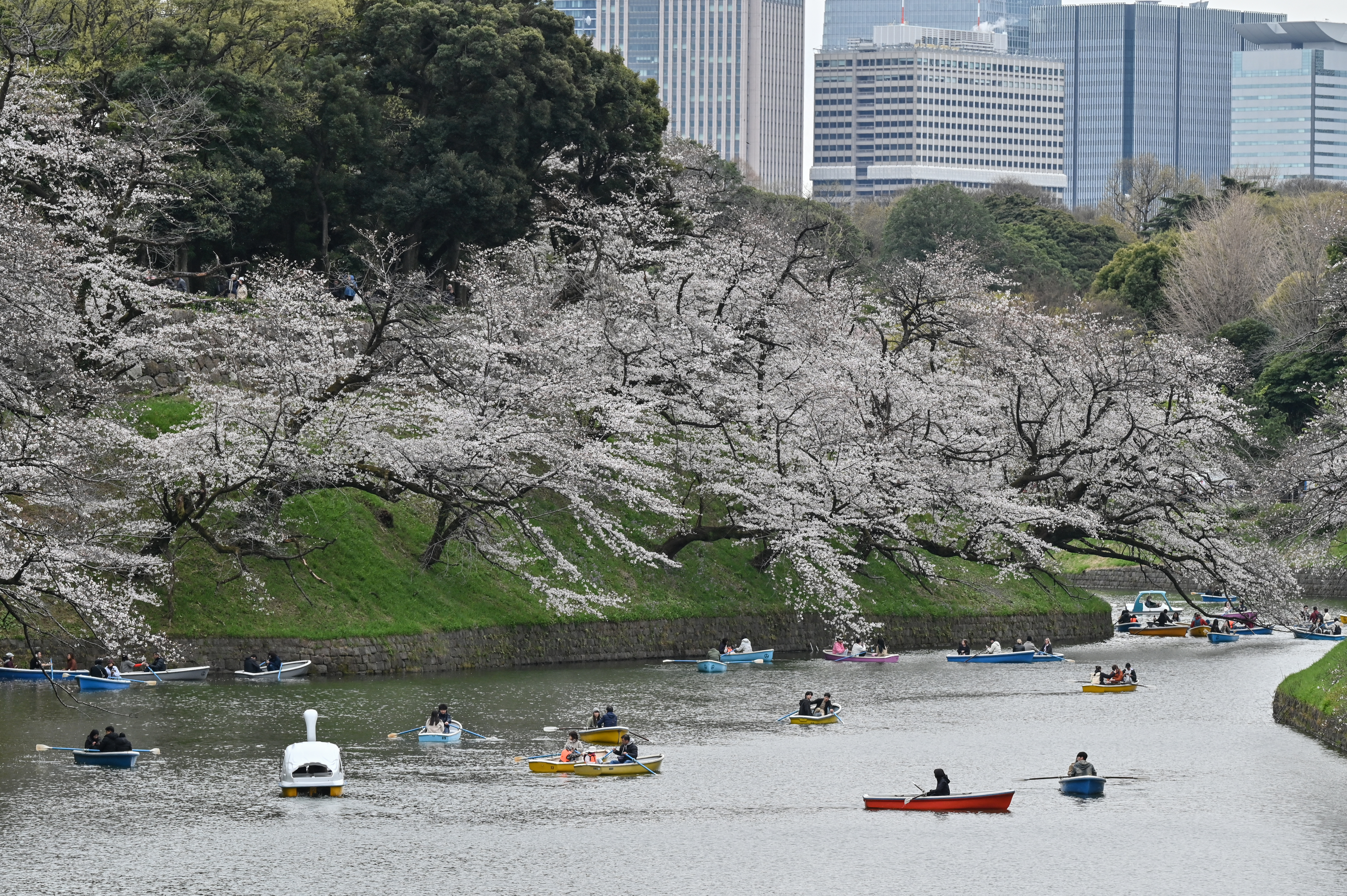 TOPSHOT - People use boats on Chidorigafuchi, one of the moats around the Imperial Palace, to look at cherry blossoms as the blossom viewing season begins in full in central Tokyo on March 31, 2025.