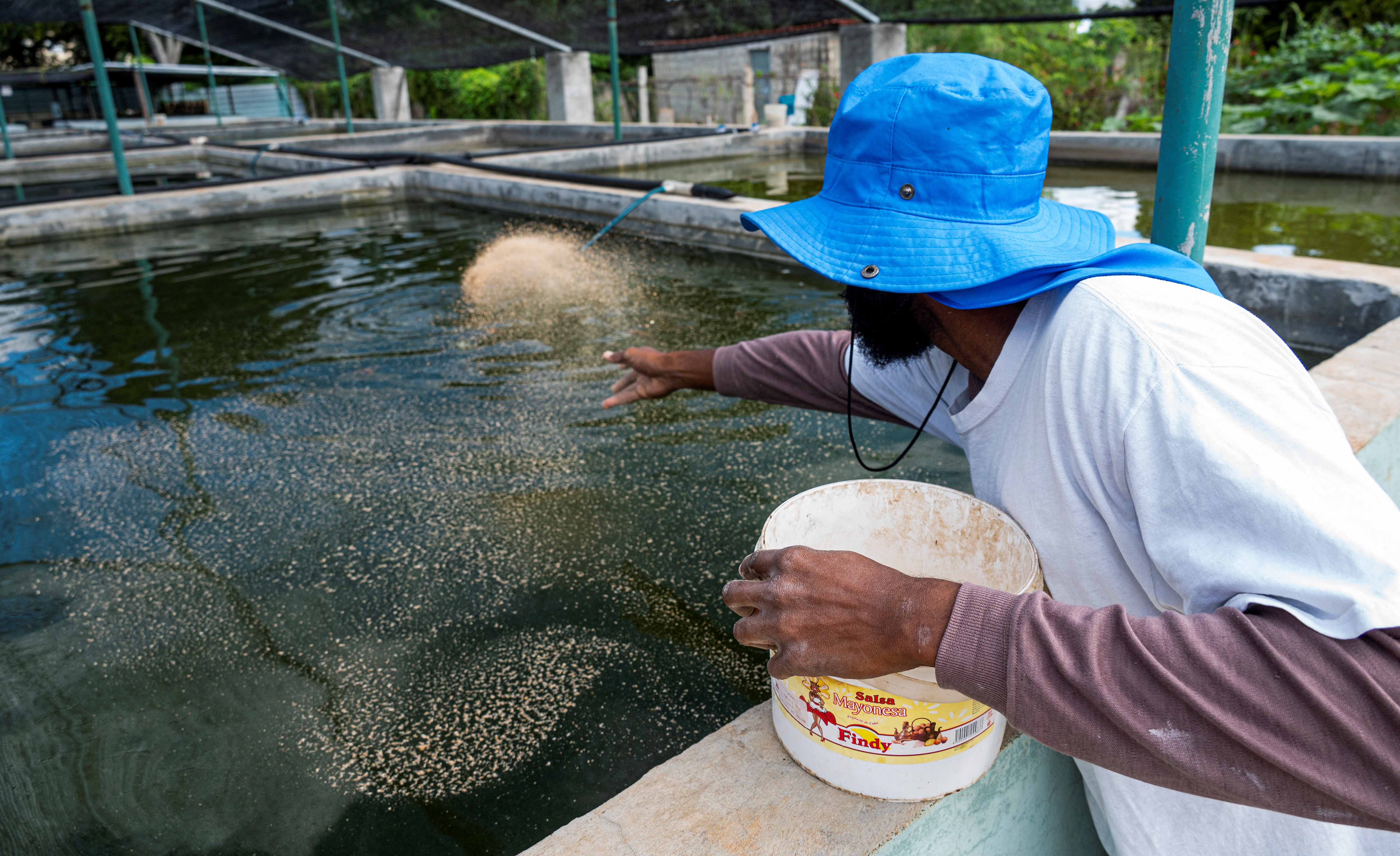 La acuaponía, una alternativa ante la escasez de pescado en Cuba