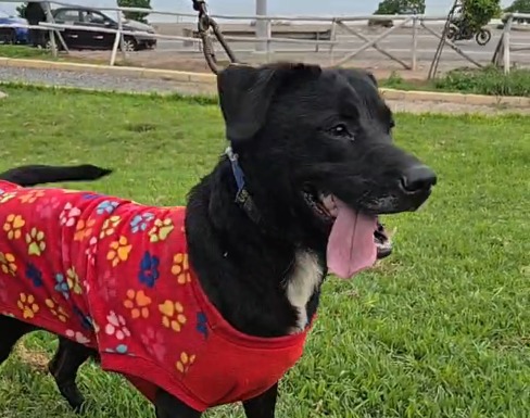 Jugó con sus mascotas y luego huyó: indignación por abandono de dos perros en Perú