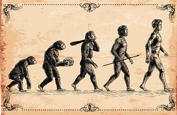 Científicos identifican los cambios corporales que permitieron a los humanos caminar en dos pies