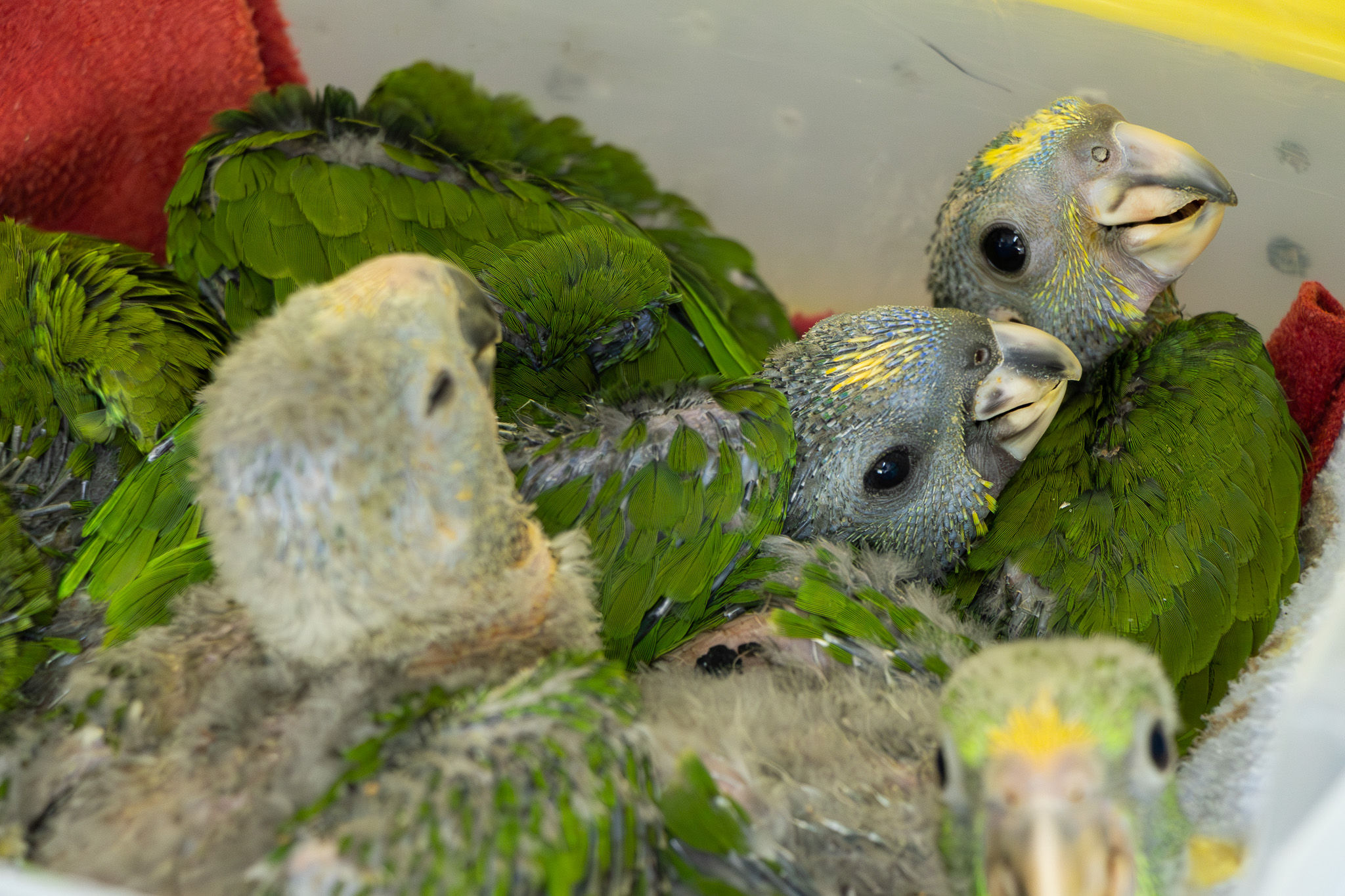 Loros decomisados
