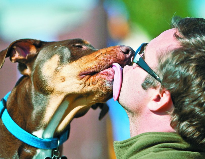 La amistad entre perros y humanos nació dos veces