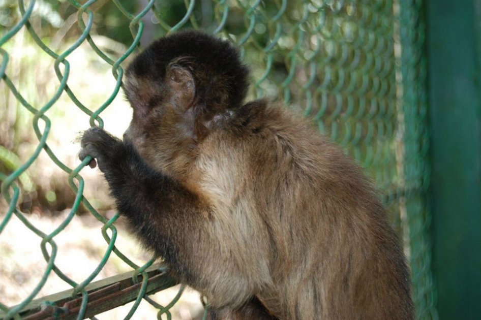 En Boyacá funciona el primer centro de rehabilitación de fauna silvestre