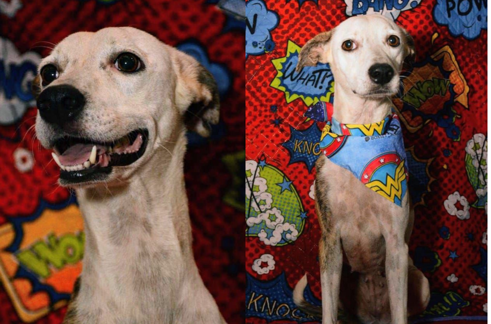 Bubba fue devuelta tras ser adoptada y aún espera un hogar en Barranquilla