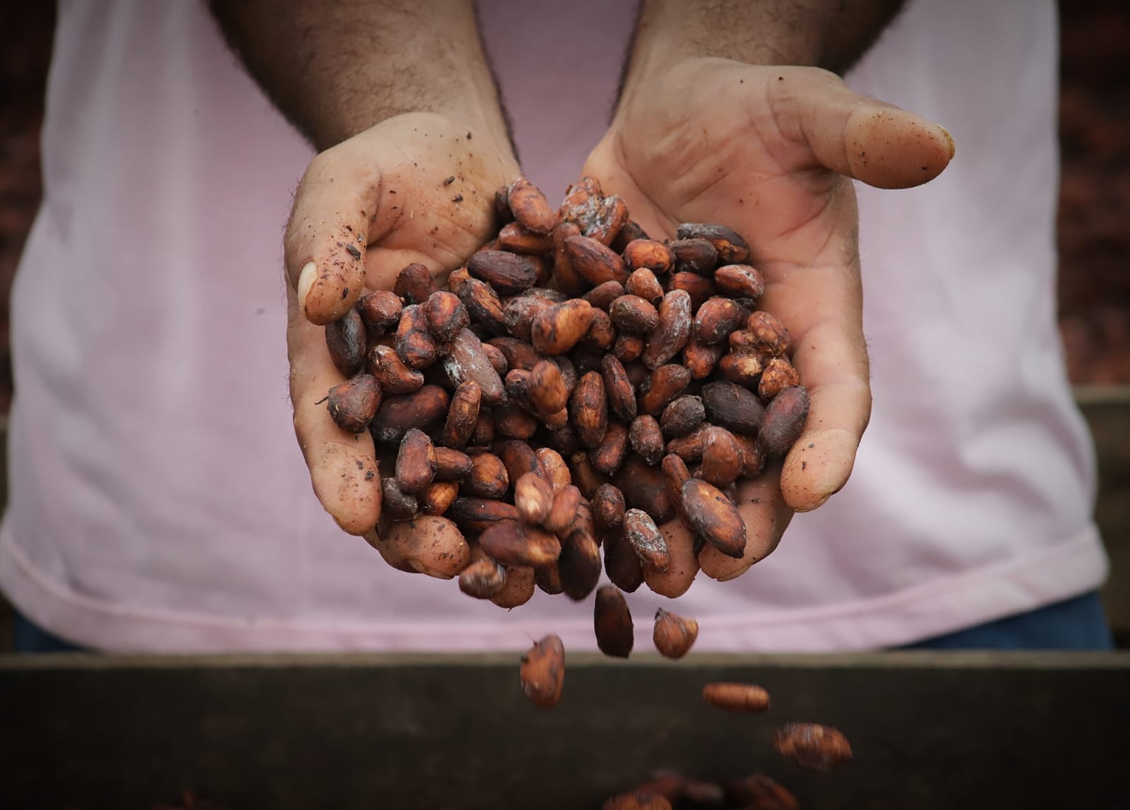 El cacao le gana terreno al café en el Eje cafetero
