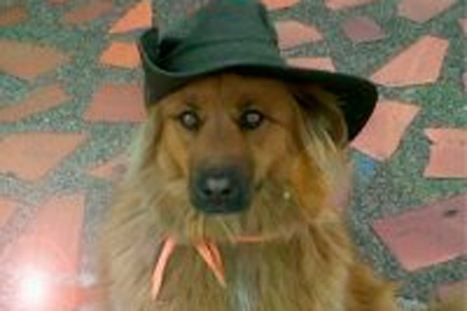 Murió Canela, la perrita que vivió más de una década en el Concejo de Bogotá