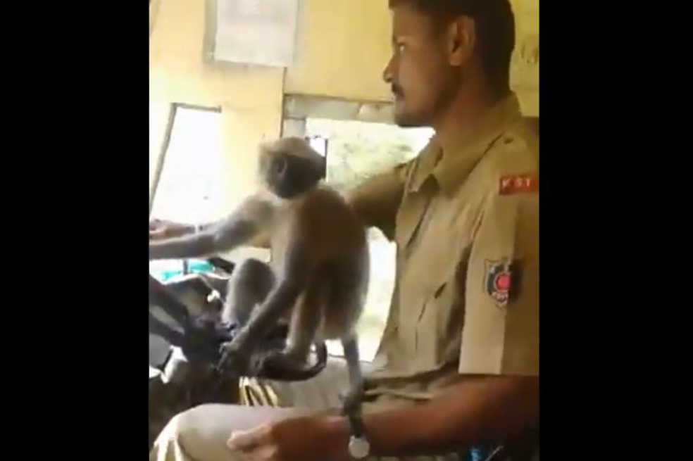 India suspende a un chofer de bus por dejar «manejar» a un mono