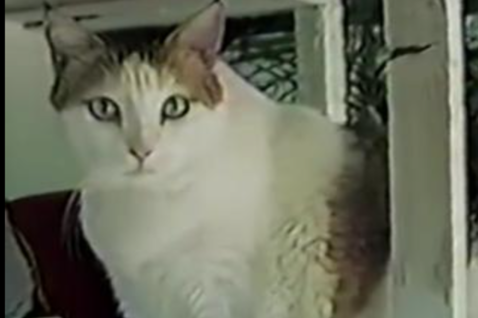 Creme Puff, el gato que vivió 38 años y se convirtió en el más viejo del mundo