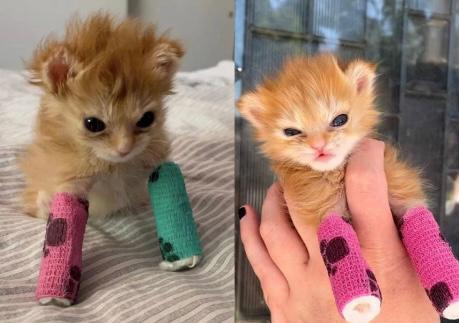 Murió Tater Tot, el gatito enyesado que se hizo viral en redes sociales