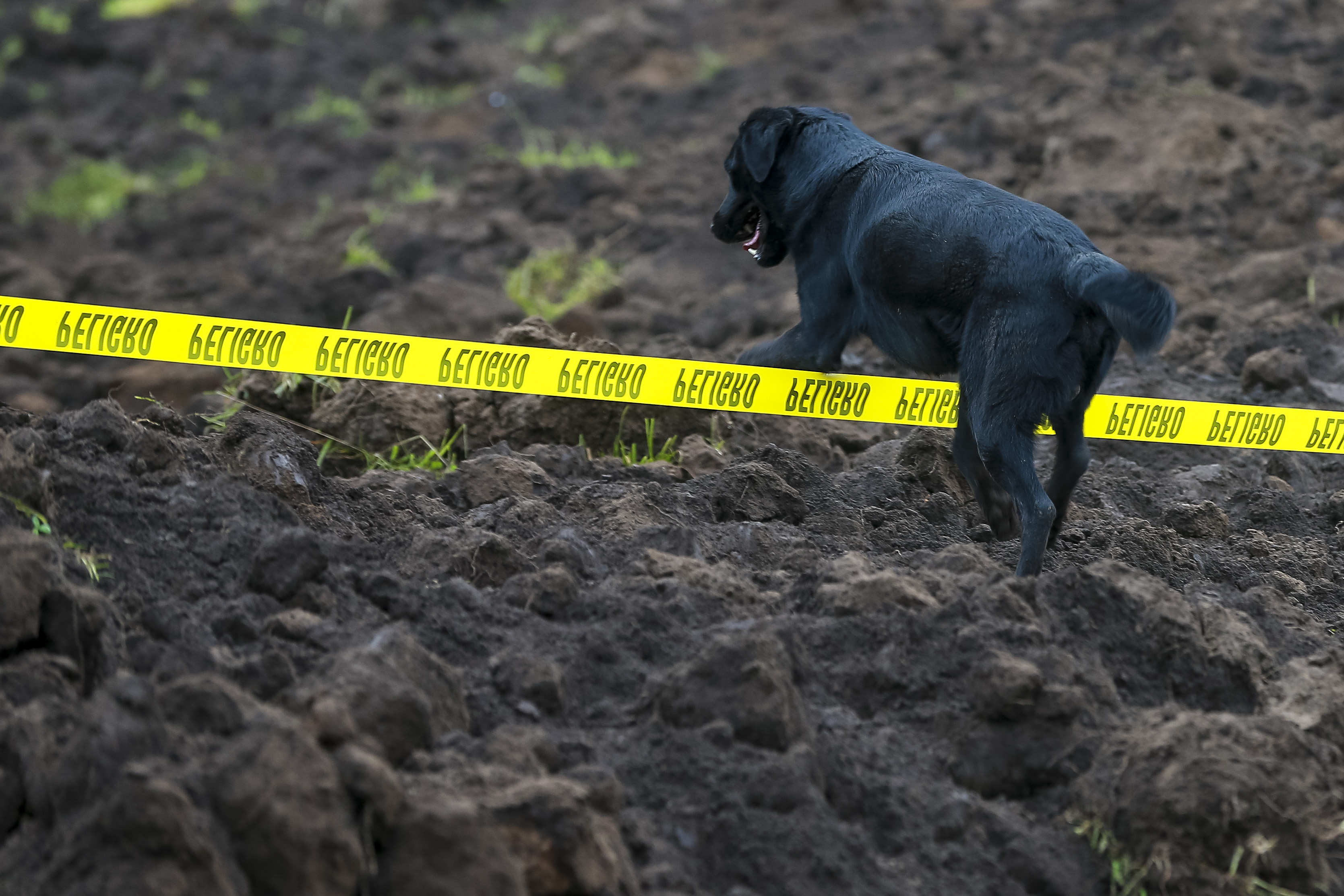 Jacob: el perro que busca a sus dueños tras el derrumbe en Alausí, Ecuador