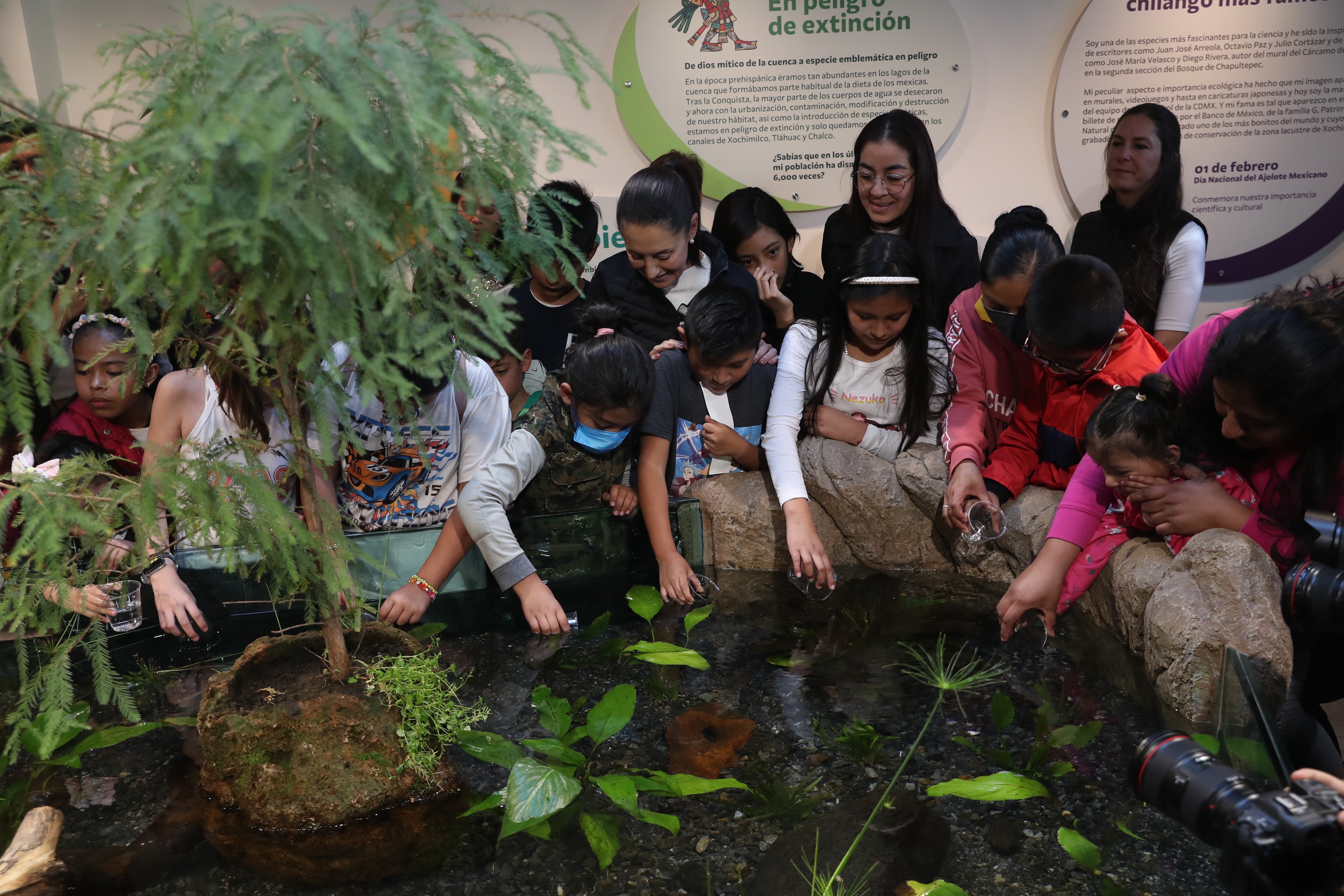 MEX4639. CIUDAD DE MÉXICO (MÉXICO), 21/01/2023.- La jefa de Gobierno de la Ciudad de México, Claudia Sheimbaum (c), participa hoy con niños en la inauguración del Museo del Axolote, en Ciudad de México (México). La jefa de Gobierno de la Ciudad de México, Claudia Sheimbaum, en compañía de visitantes, inauguró en el Zoológico de Chapultepec el Museo del Axolote y Centro de Conservación de Anfibios también conocido como Anfibium, cuyo fin es el de preservar, proteger y reproducir el axolote, un anfibio endémico mexicano en peligro de extinción. EFE/Sáshenka Gutiérrez