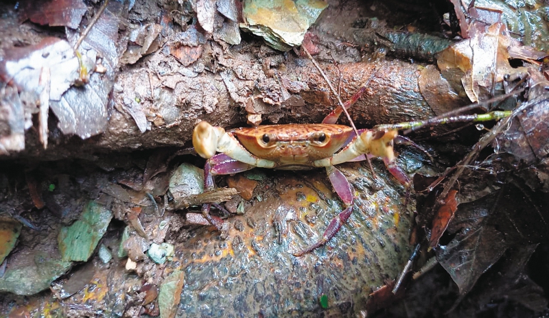 La historia del “Chaceus guajiraensis”, el nuevo cangrejo que descubrieron en Colombia
