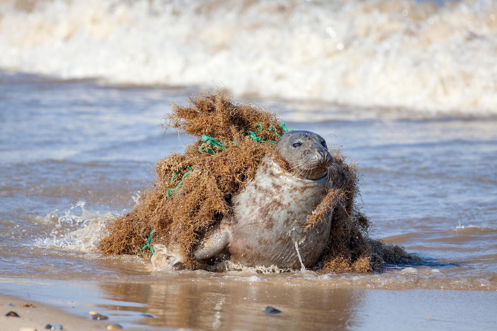 Economía circular, una forma de reducir el impacto del plástico en la naturaleza