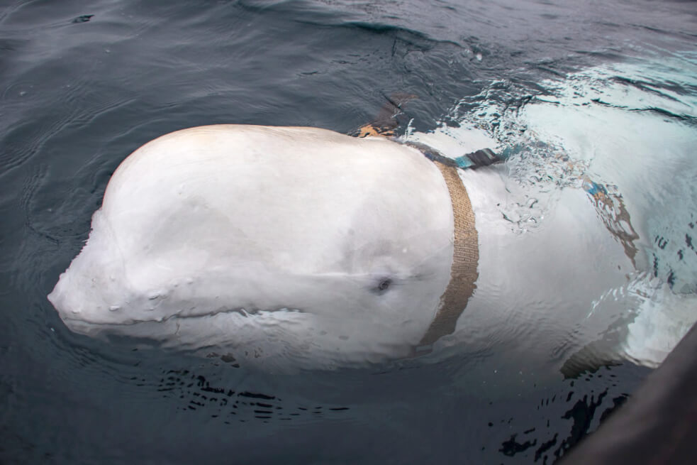 Una ballena beluga perdida en Noruega, ¿espía de Rusia?