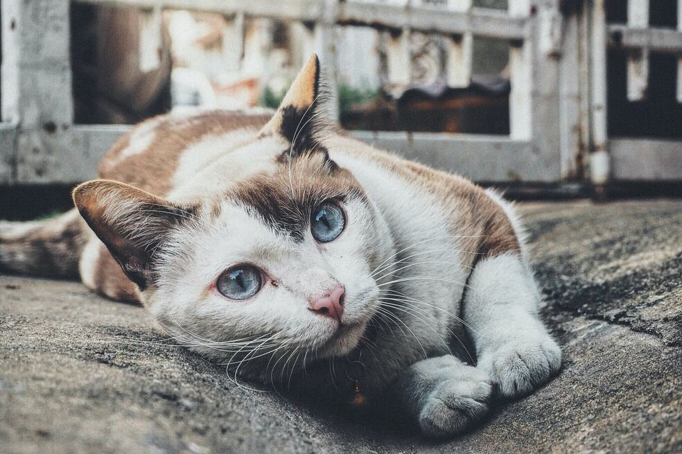 ¿Cómo saber si un gato está estresado? Estas son las señales principales