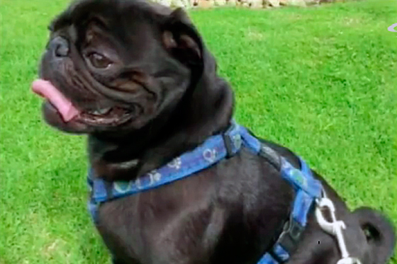 Denuncian ‘secuestro’ de un perro en Bogotá