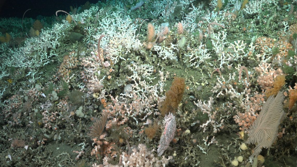 Se descubrió un gran arrecife de Bathelia candida a 1014 metros de profundidad (más de media milla). No se esperaba encontrar esta especie de coral pétreo, que forma hábitats, en esta zona en tales cantidades.