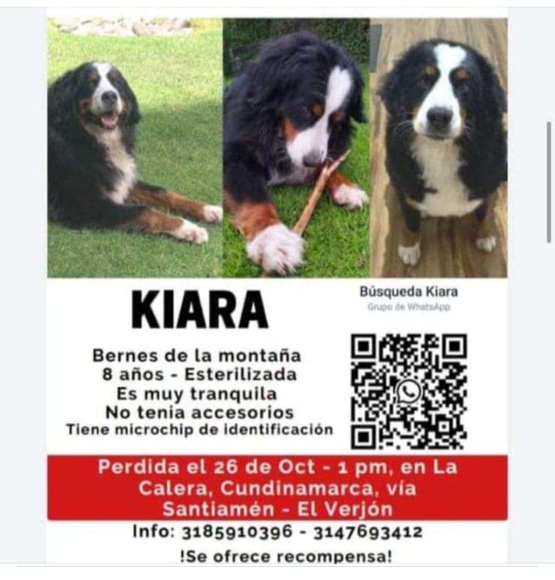 Kiara es una bernés de la montaña de ocho años.