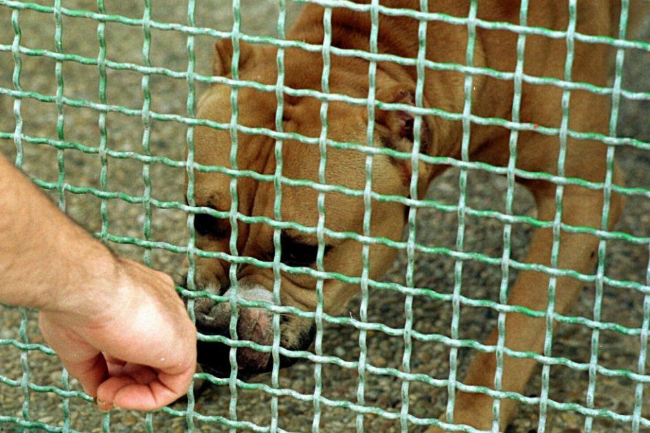 Tres perros pit bull matan a niño de tres años