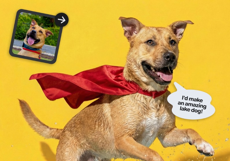 Gemini se une a refugios de animales para promover la adopción con fotos creadas con IA