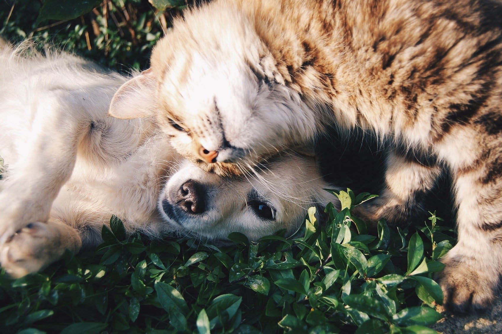 ¿Cómo saber si mi mascota sufre de ansiedad?